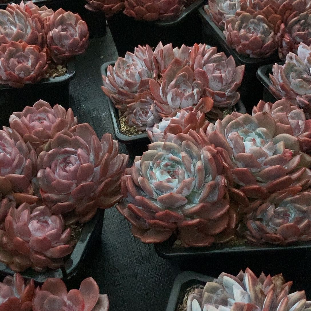 1号星影随机5头有桩