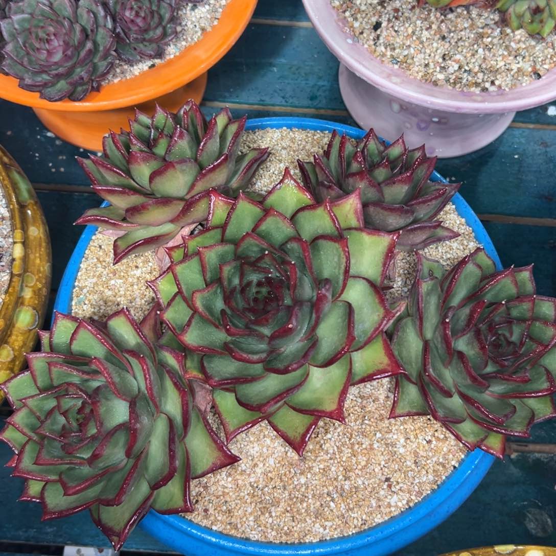 多肉精选编号0116.9999