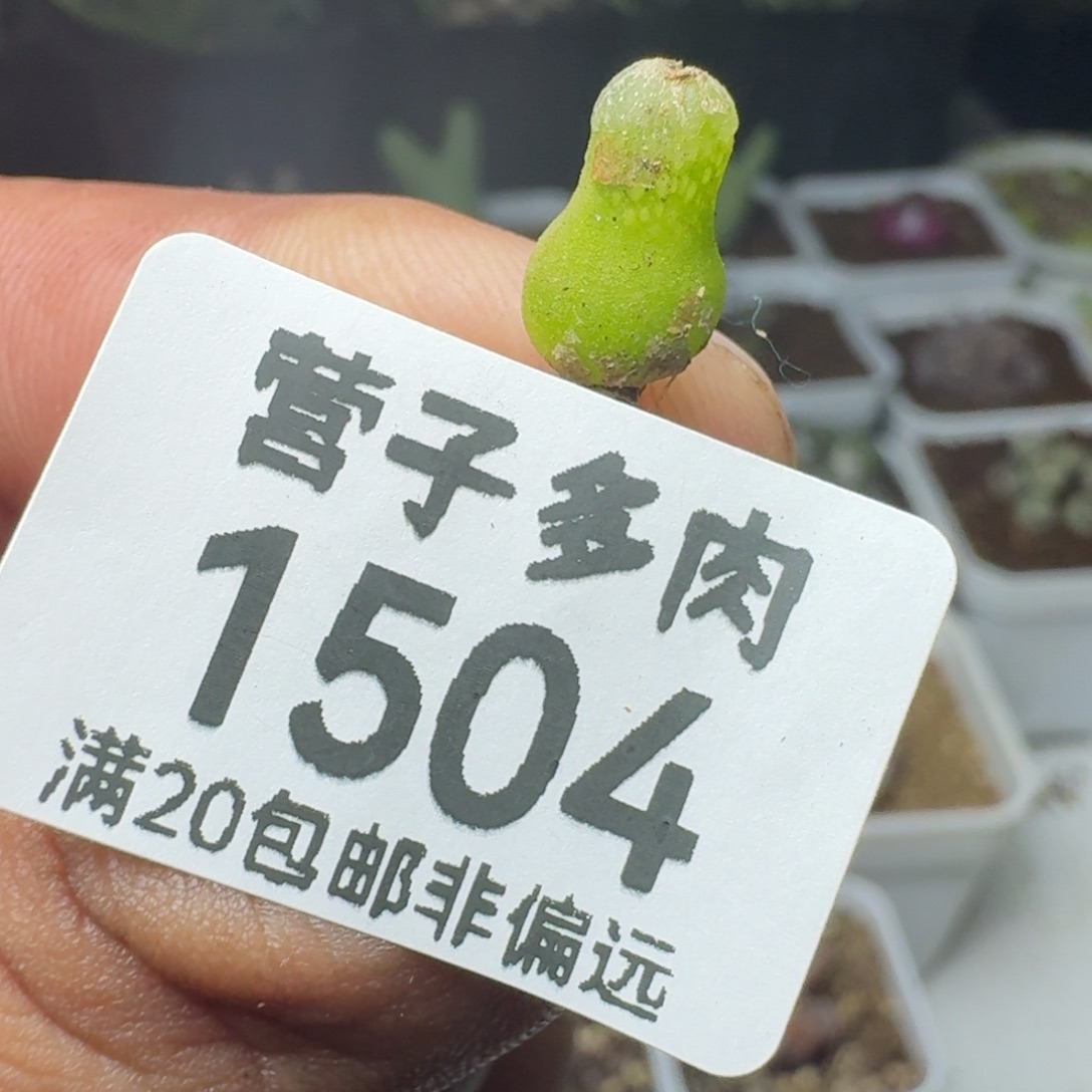 小葫芦。           脱土。 