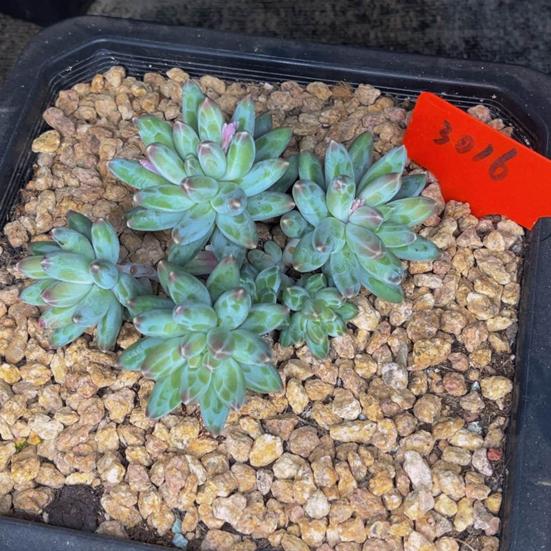 3016号晚上多肉植物群生多肉