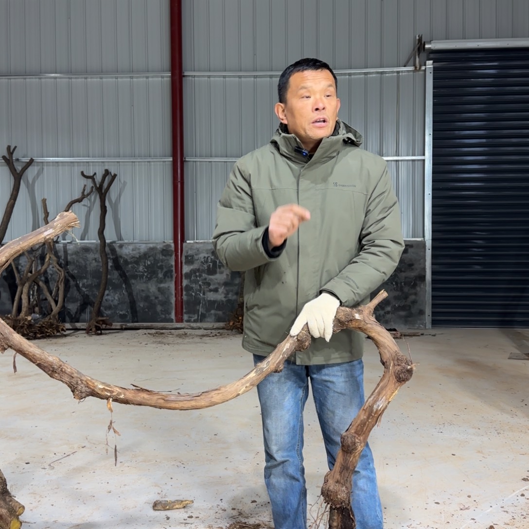 辉***辉无花朵果盆111111