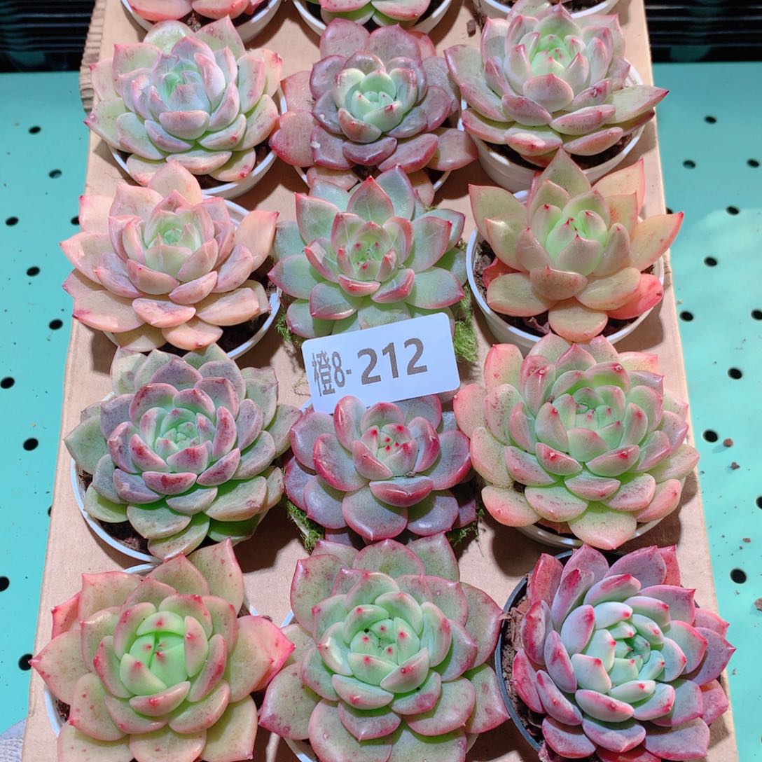 8-212一物一拍多肉带盆18颗