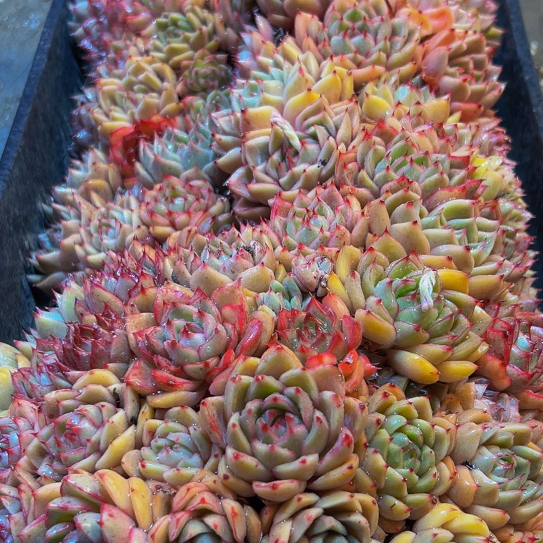 925多肉葡萄的味道是真的很