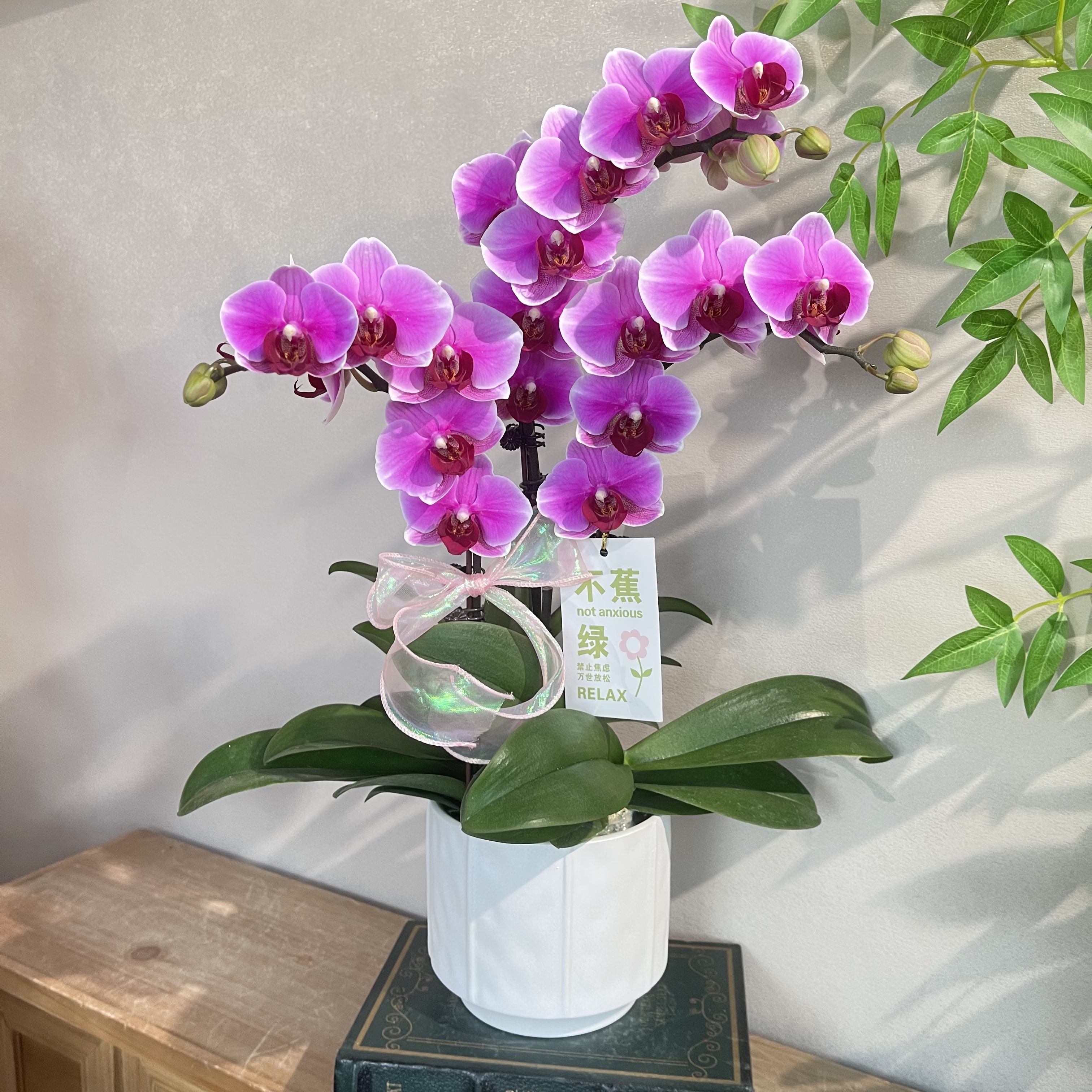 蝴蝶兰《超级宝贝》白紫色系渐变梦幻 苗情好花期长好养  基地直发