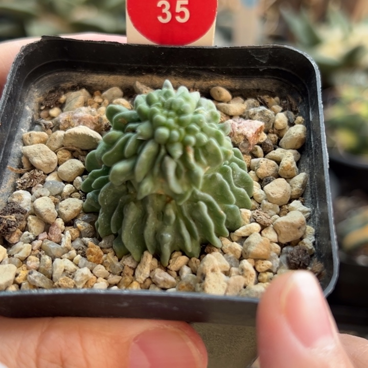 自根无刺蝌蚪球群一棵仙人球