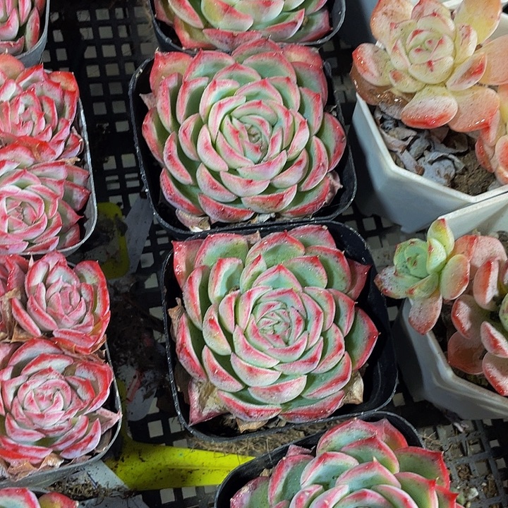 单头侧影带盆土发