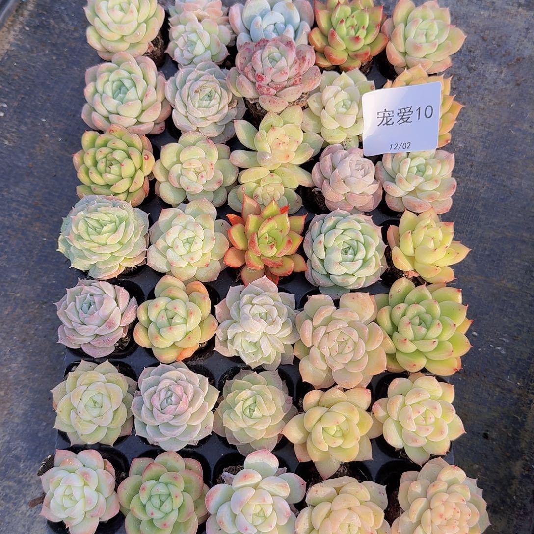 直播福利一物一拍10
