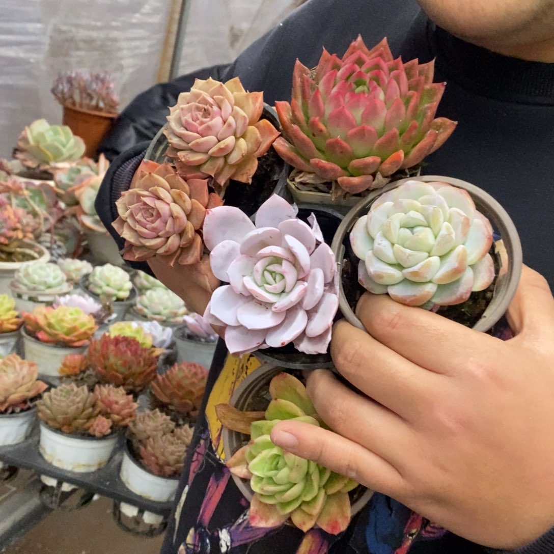 小老桩多肉五盆，90杯