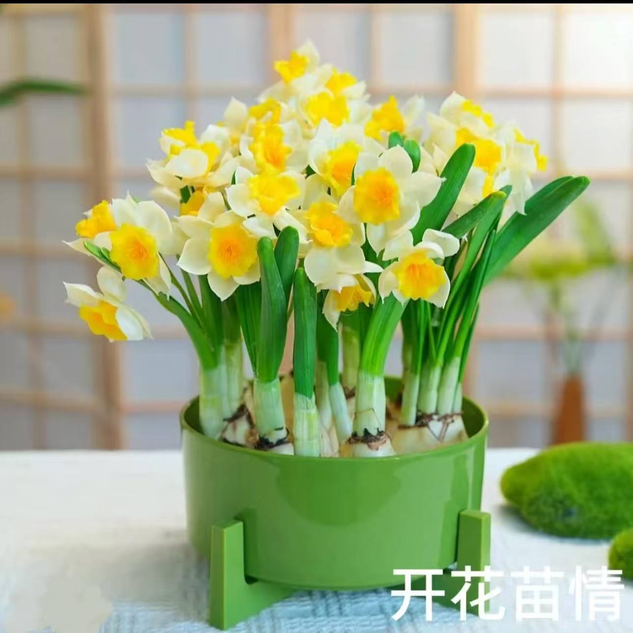 漳州水仙花北欧绿水培盆装套装好养易存活2