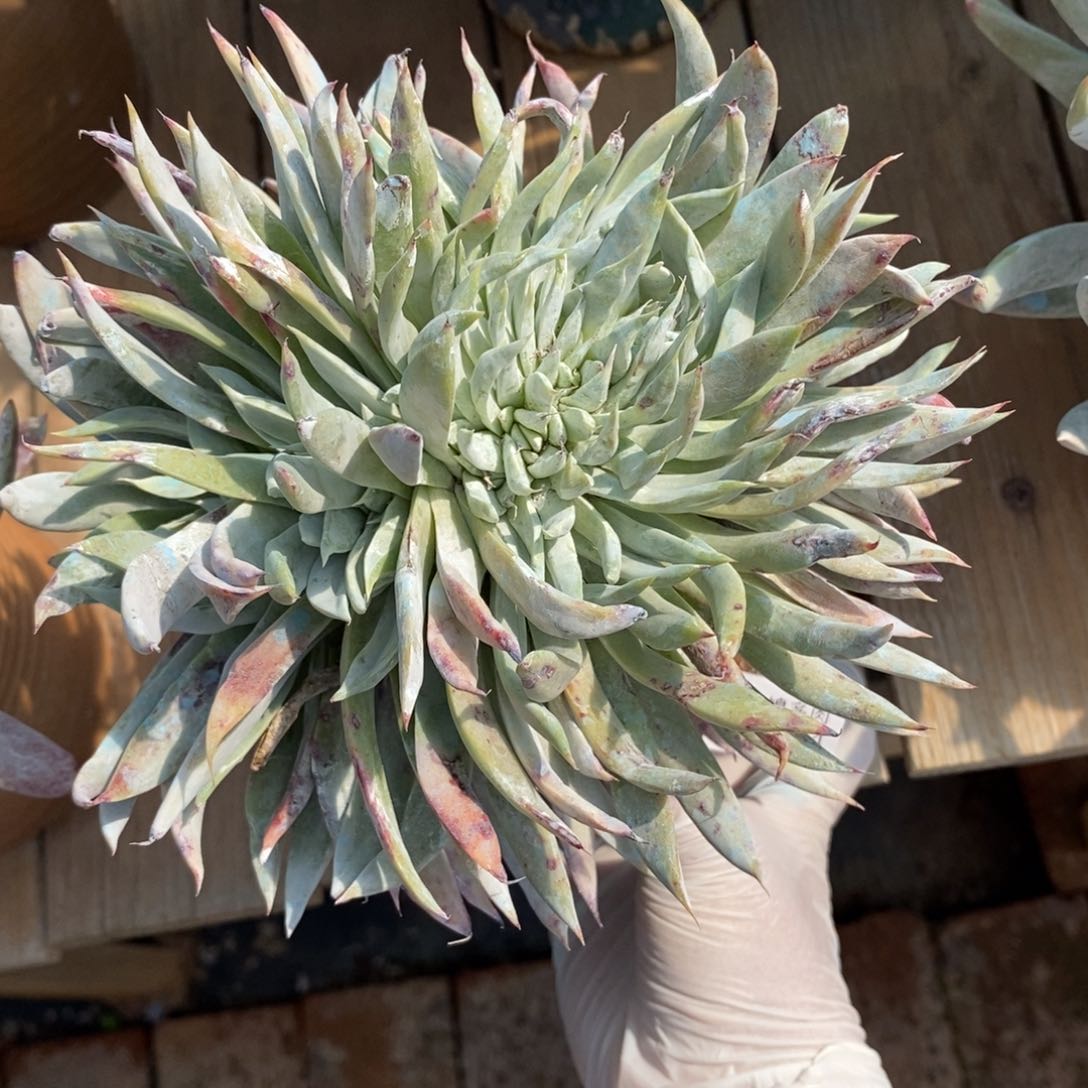 144号雪山缀粗腿子多肉