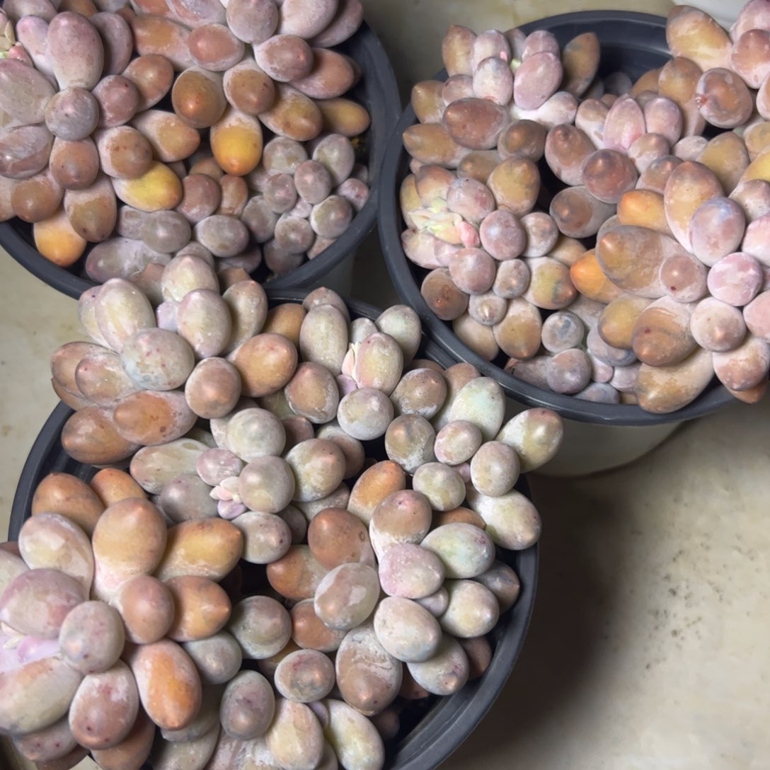 汤圆多肉，圆嘟嘟