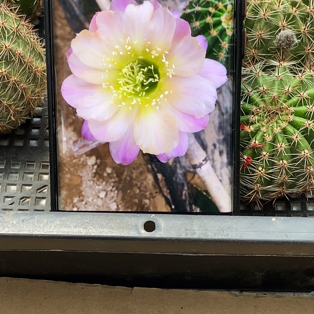 彩 水蜜桃/侧芽歪20包邮/