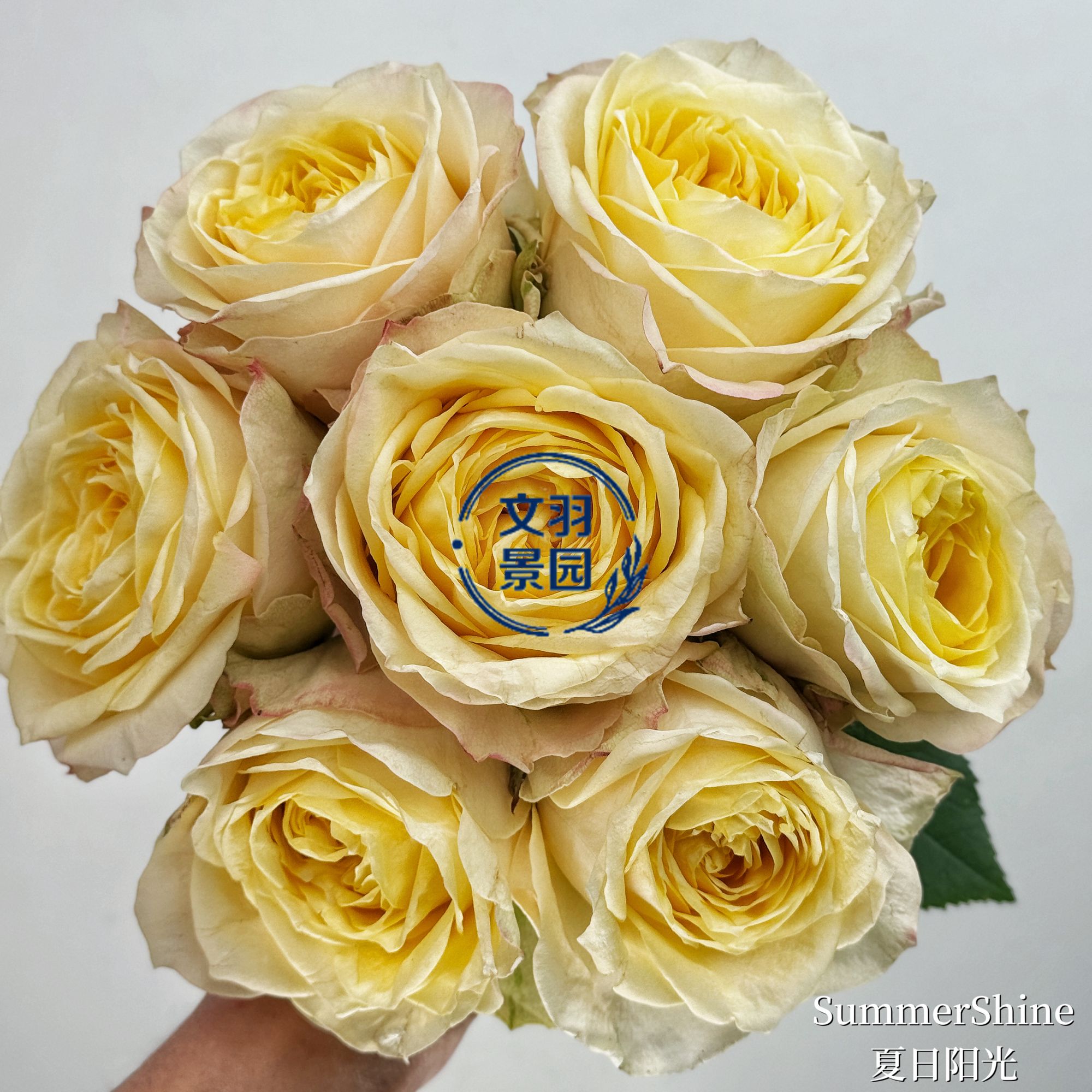 文羽景园【夏日阳光】切花月季多季节重复开花