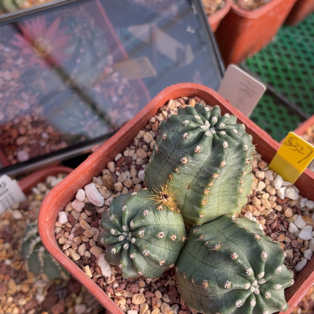 鹿角柱实生仙人球多色明石丸橙黄色