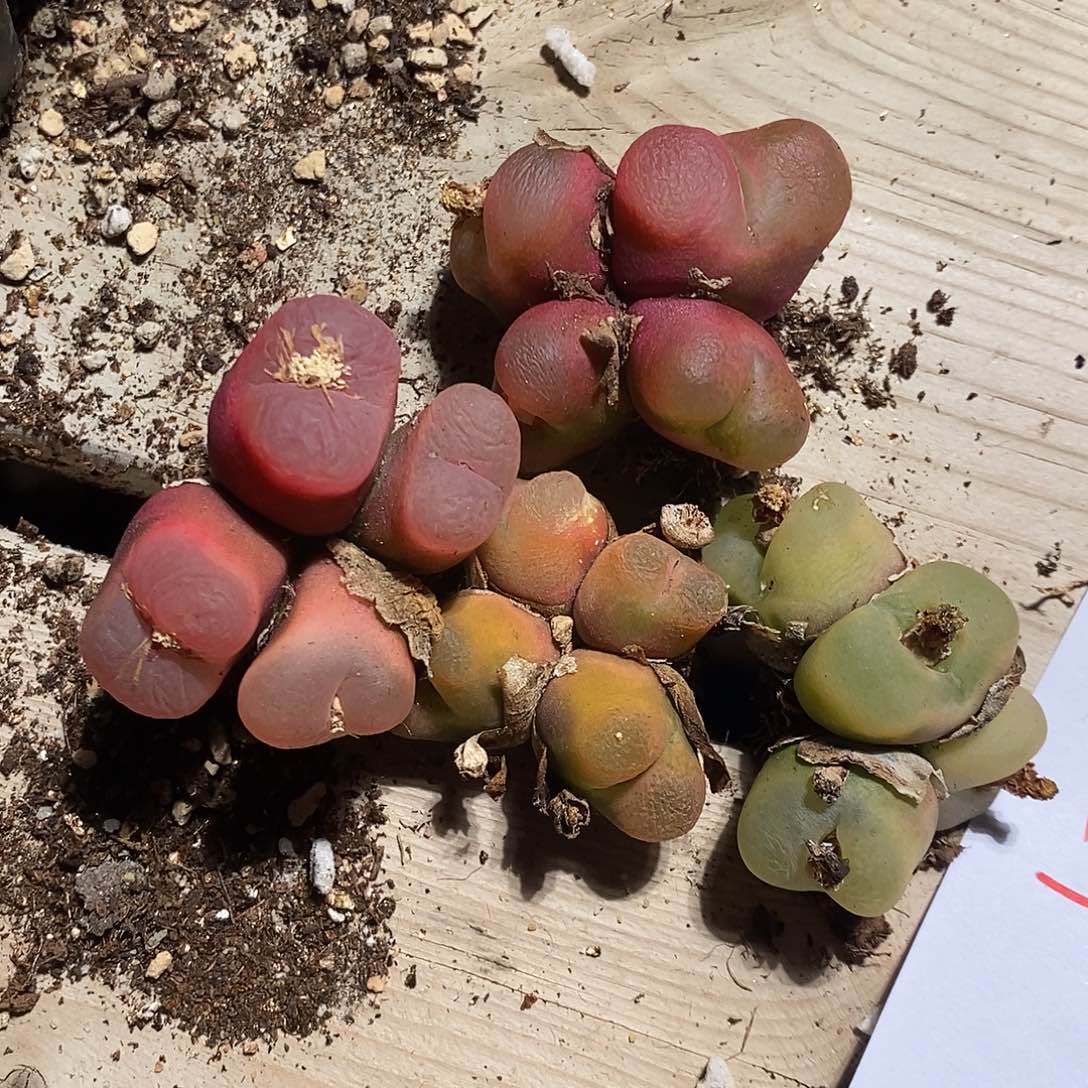 1388。  一组。一组四头。