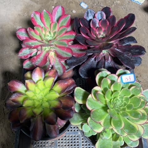 153多肉植物组合