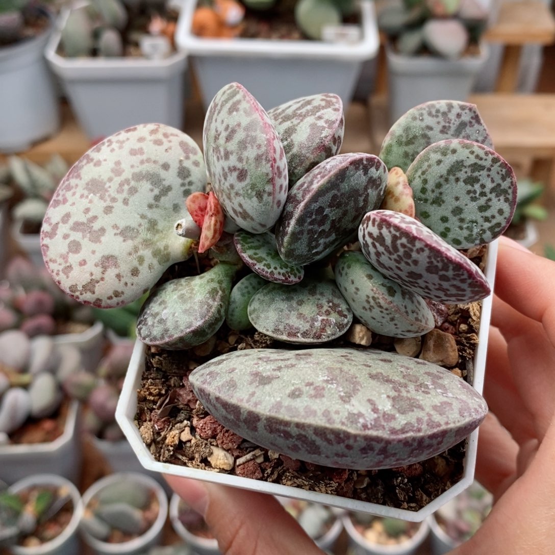 纯***们花蛋水泡多肉植物