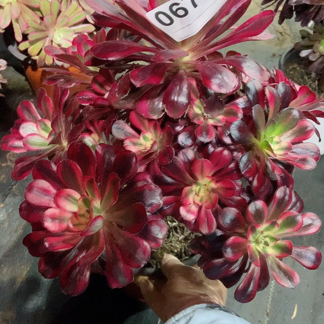 红陶0671香奈儿3不周正多肉