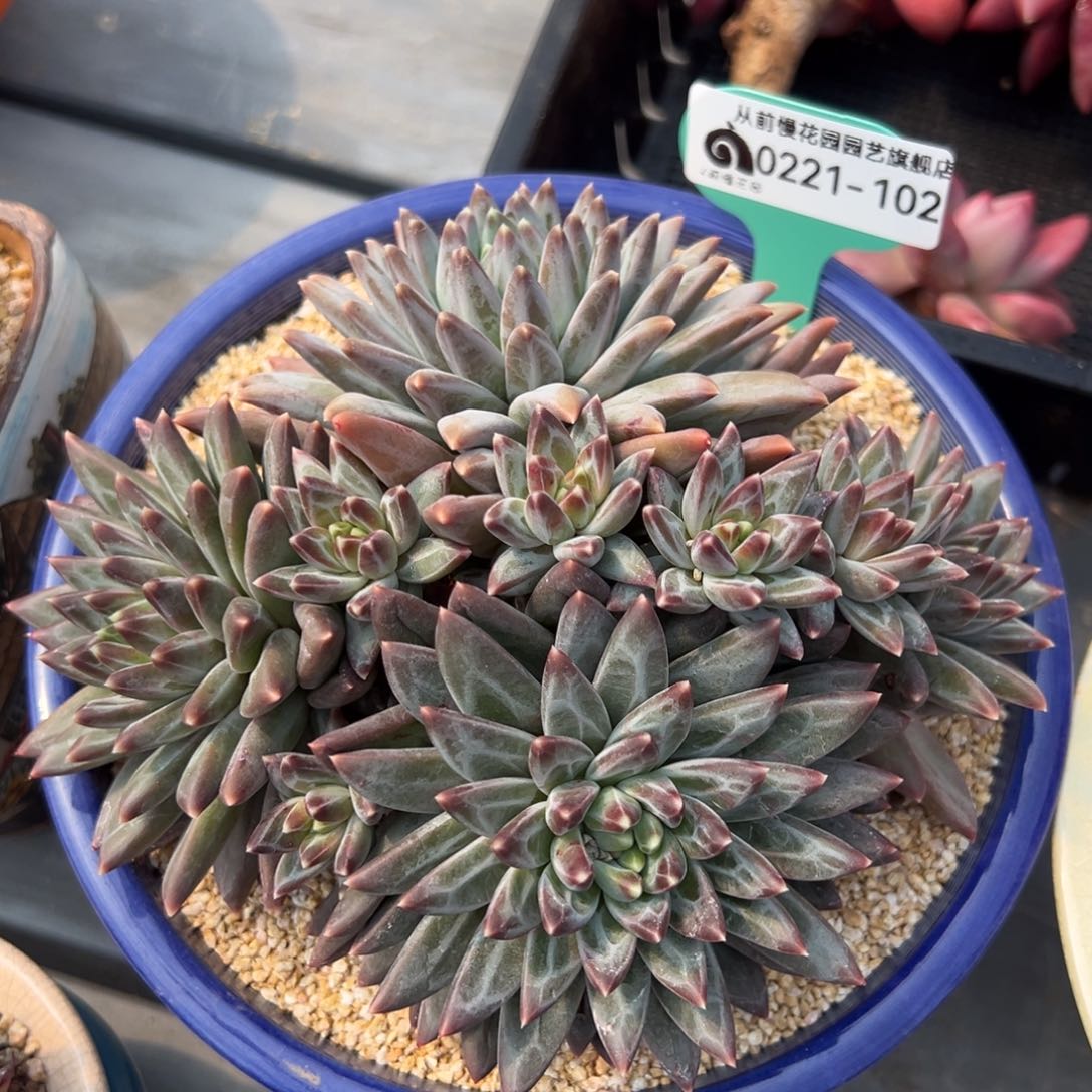 从前慢多肉精选编号0221.102