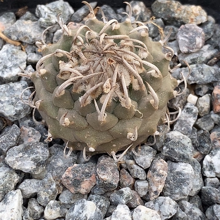 娇丽南格瑞特一个仙人球仙人掌