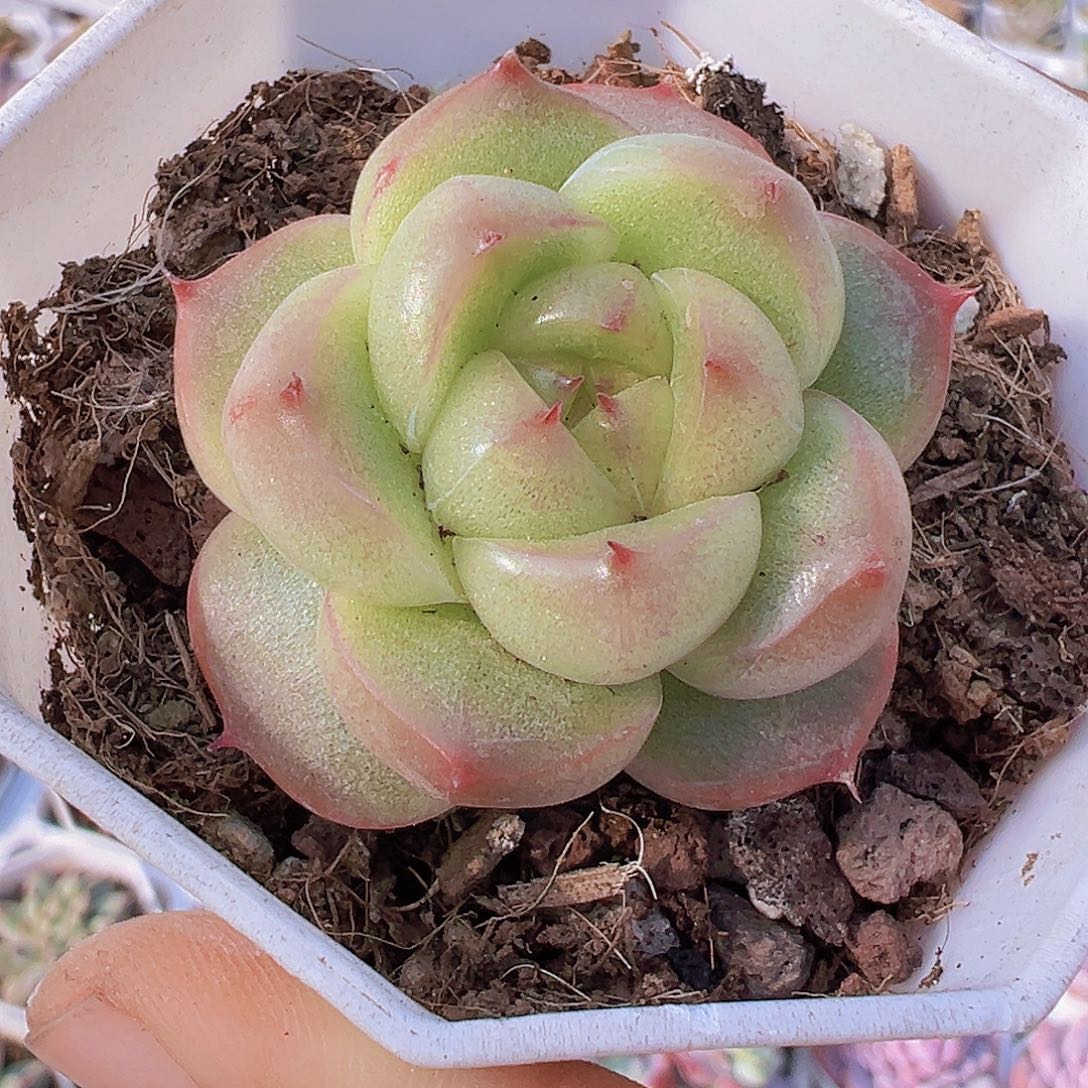 灯泡珍妮19包邮多肉