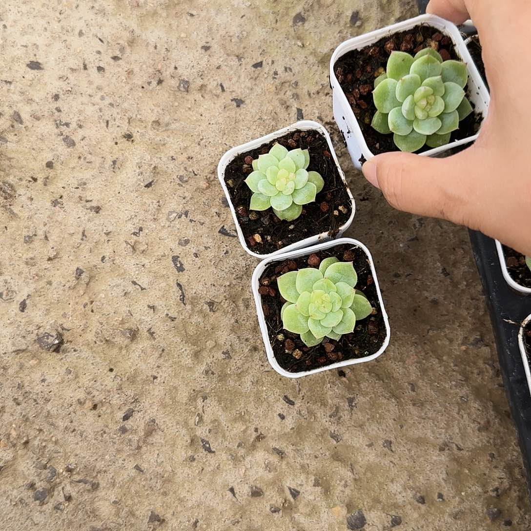 寒非盆一个满25包邮