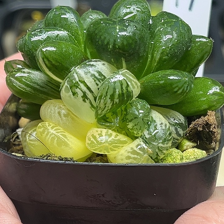 79多头大窗塑料皮玉露锦