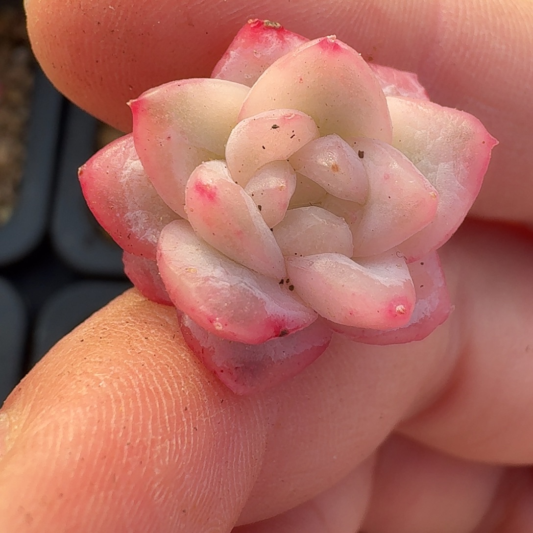 冰月亮锦一物一拍