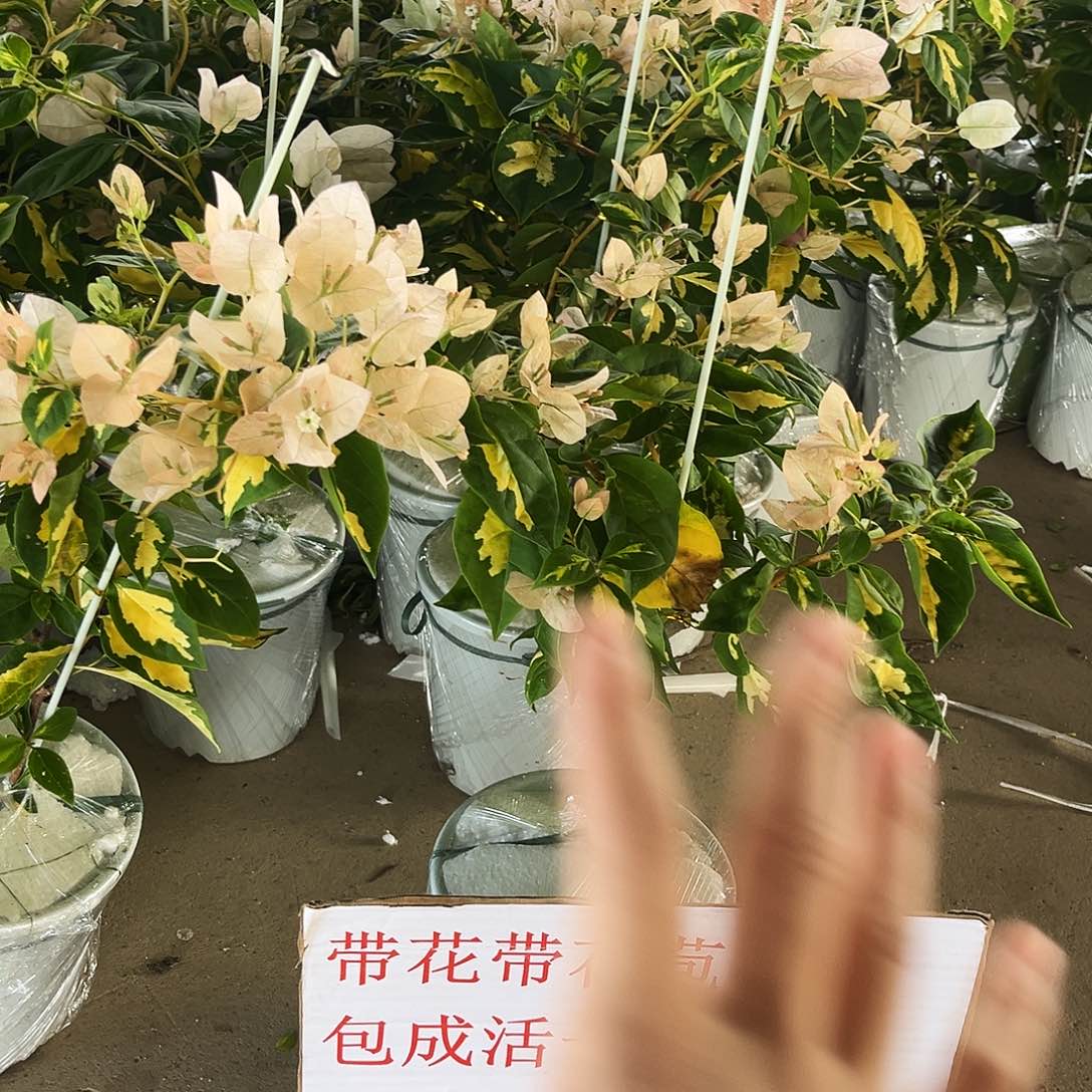 完全开放三角梅黄白