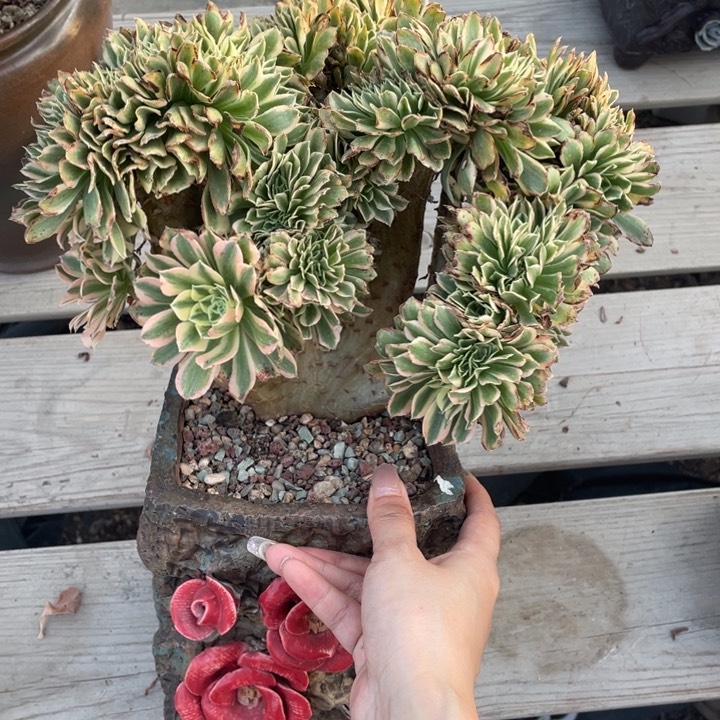 多肉多味儿菜也好吃又好吸收啊