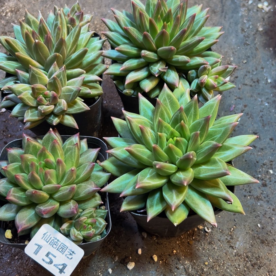 ∮***1154点点滴滴点点滴滴