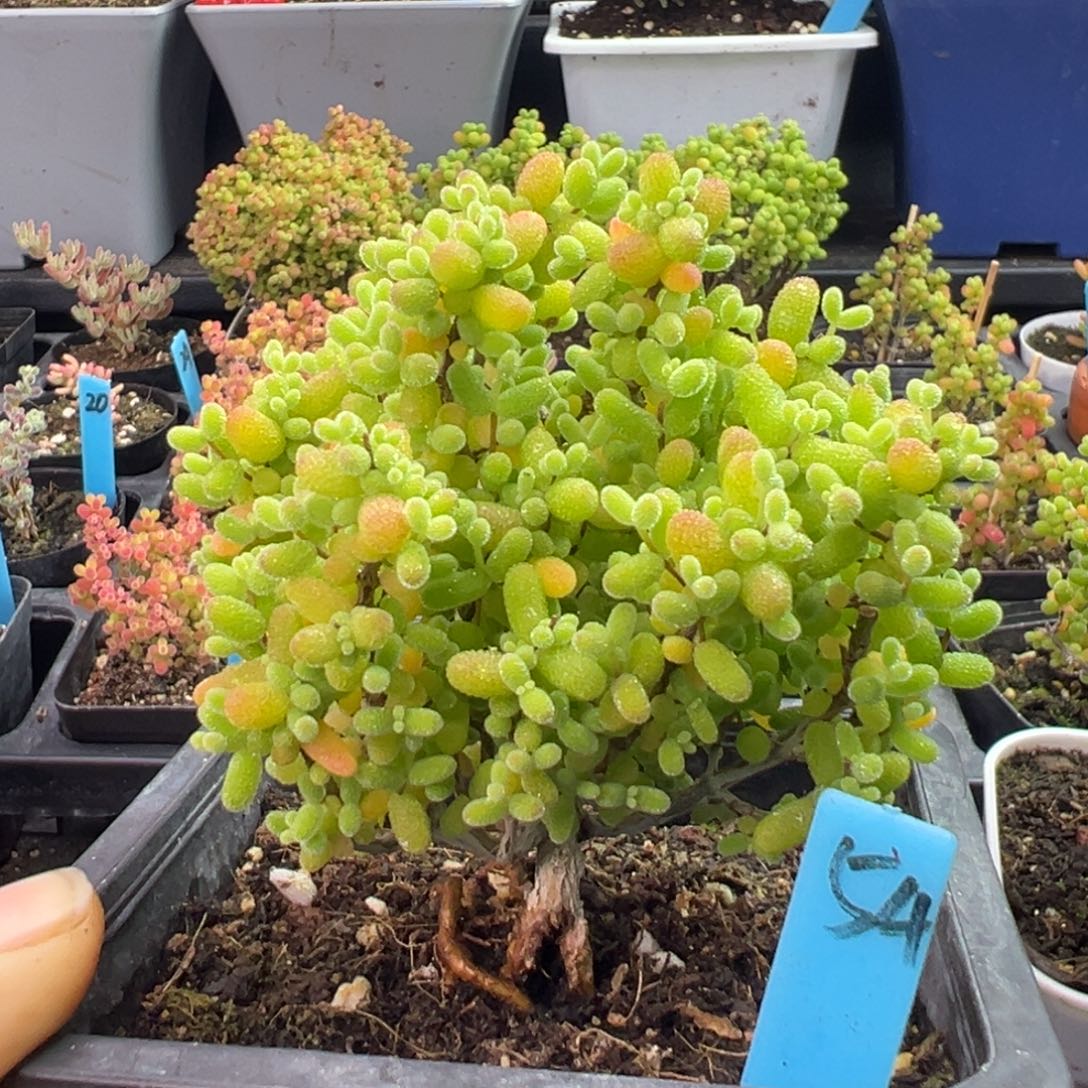 金桔糖球小树54号