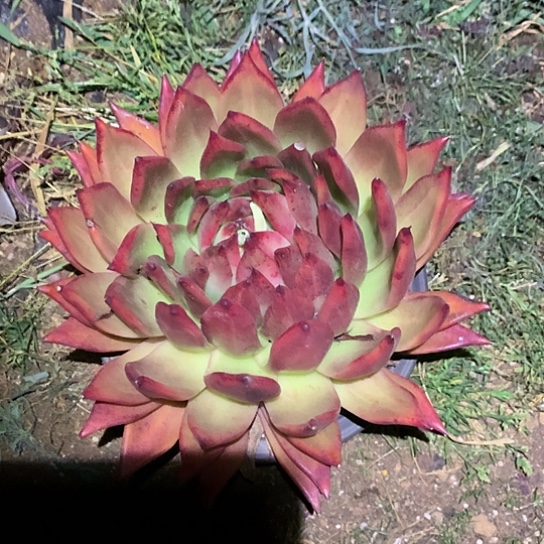 ℒ****美肉特价活动开始了