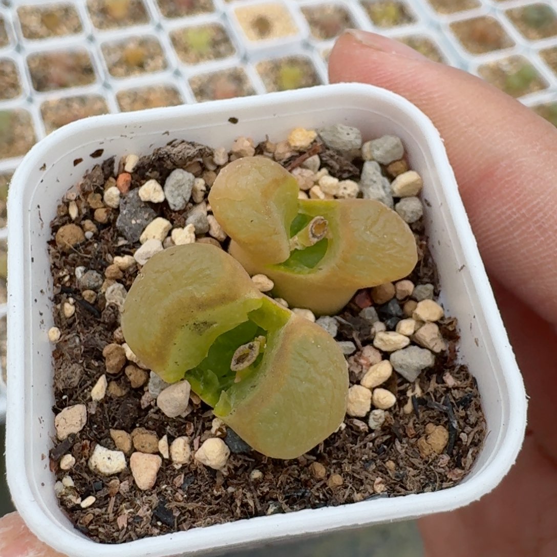 多肉................