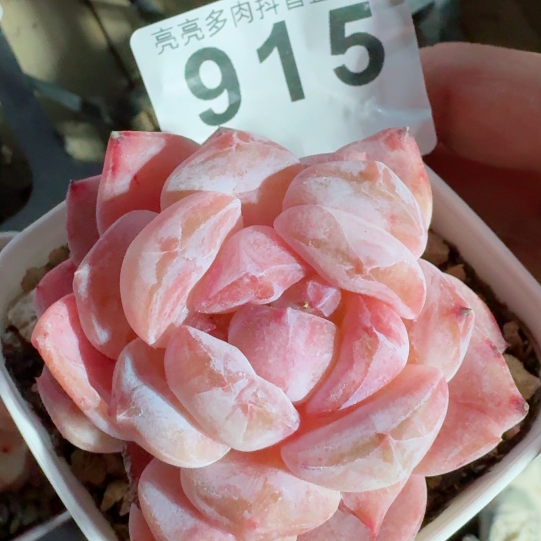 石化冰玉         精品多肉