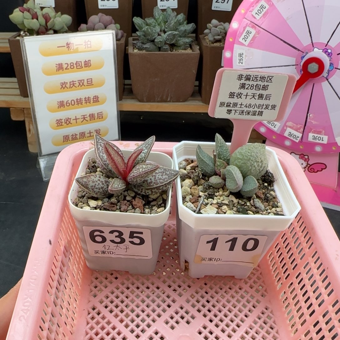 535红太平15绿猪肝20多肉植物