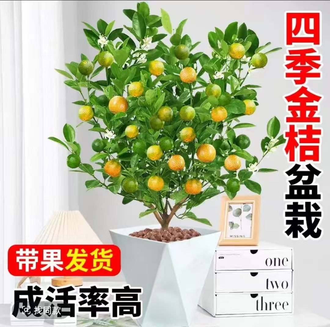 【带果】四季金桔树苗盆栽带果室内外招财观赏花卉绿植
