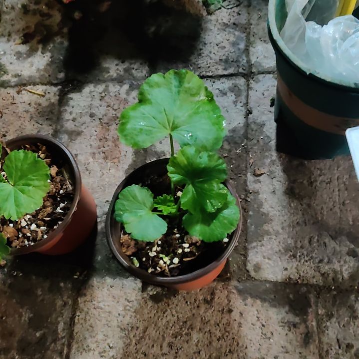 完全开放贵妃醉酒啦