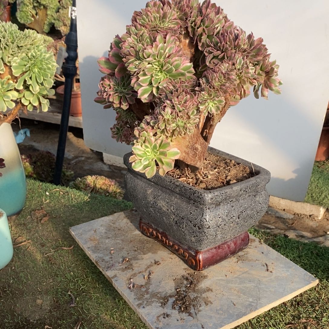 不开花植物1617号粉女巫缀化1颗