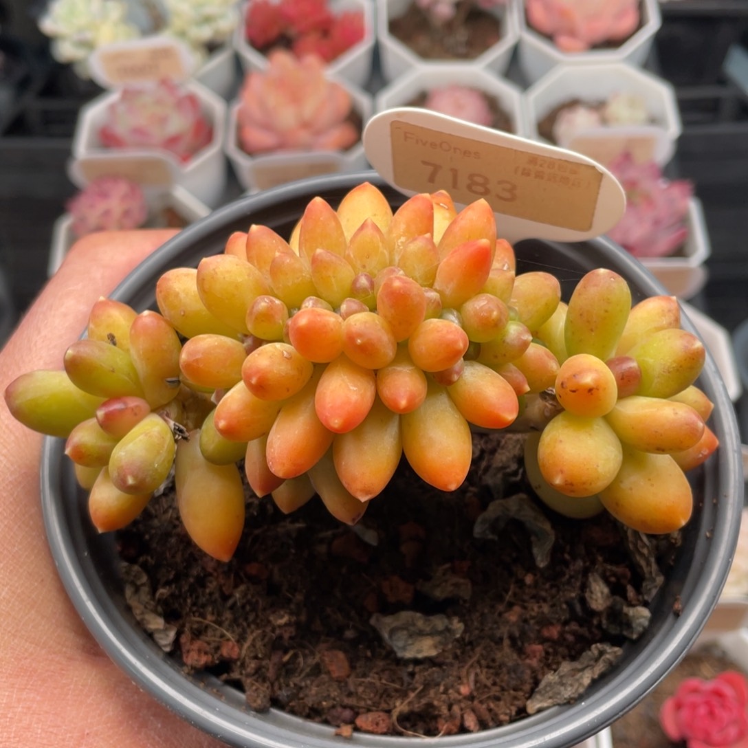 黄香蕉7183-12厘米