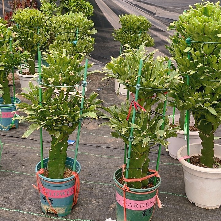 完全开放麒麟室内花卉