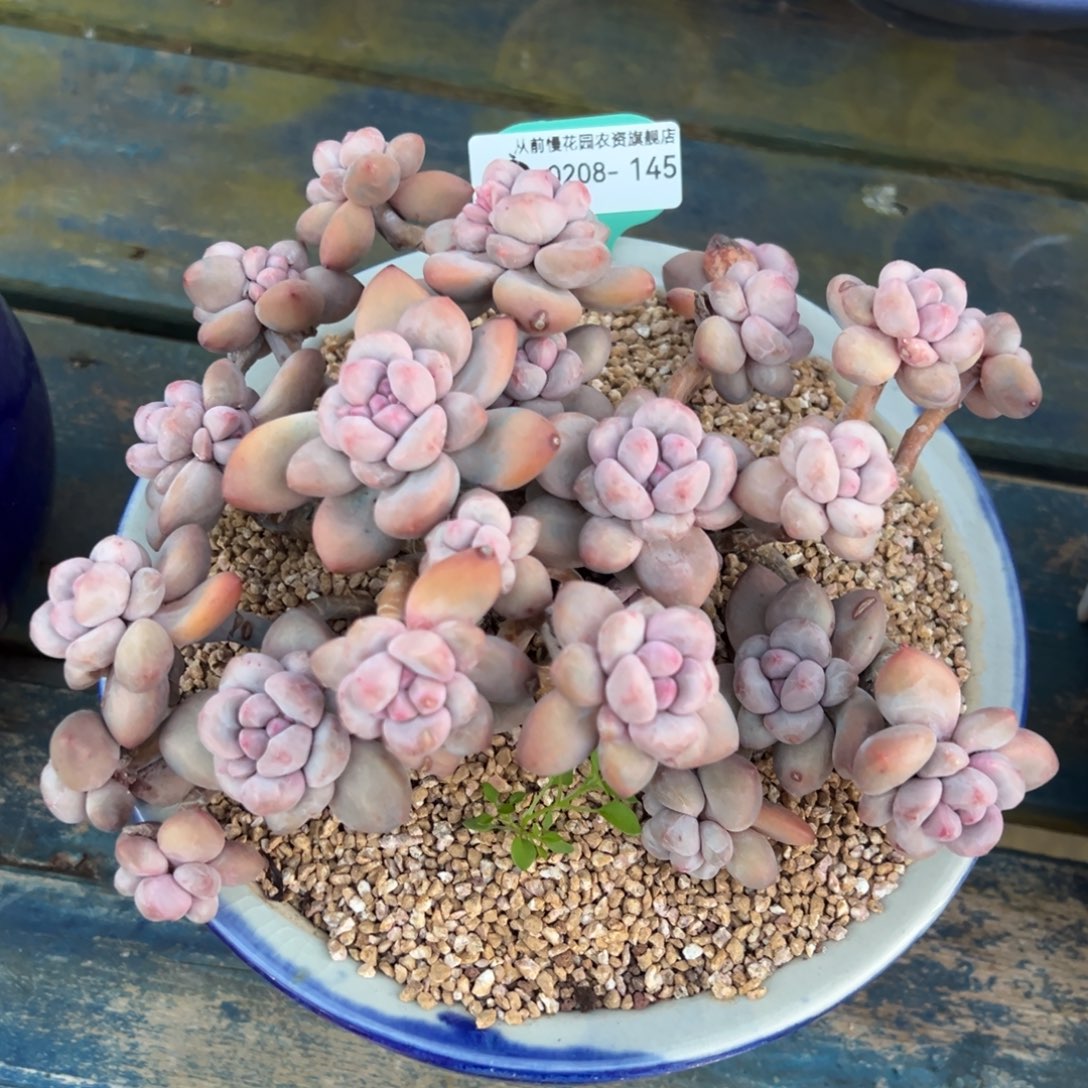 从前慢多肉精选编号0208.145