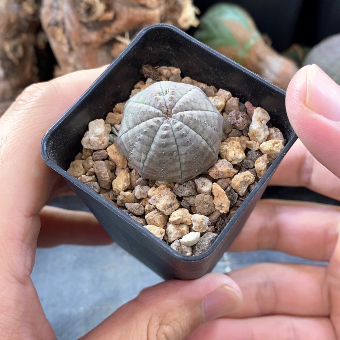 欧系实生布纹球多肉植物