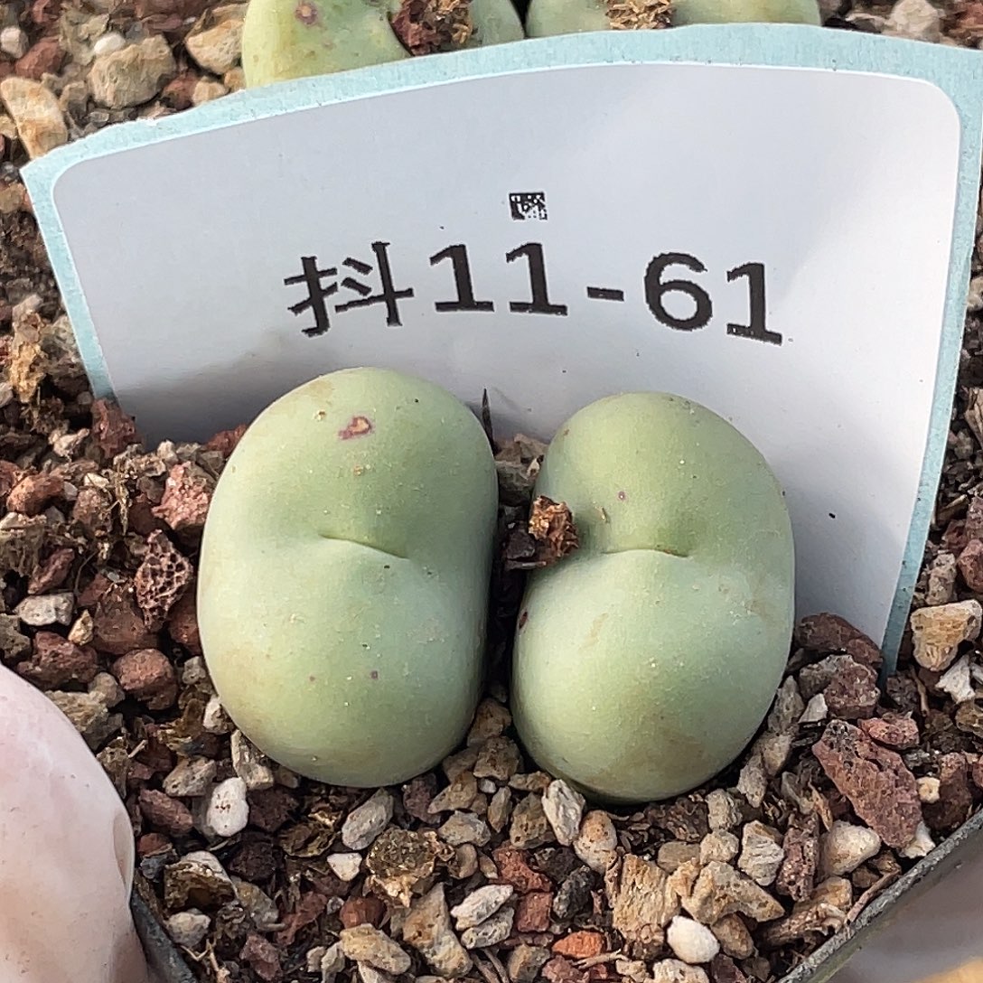 11-61嘴多肉植物肉锥