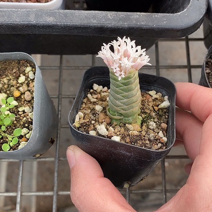 漂亮仙人球一物一拍