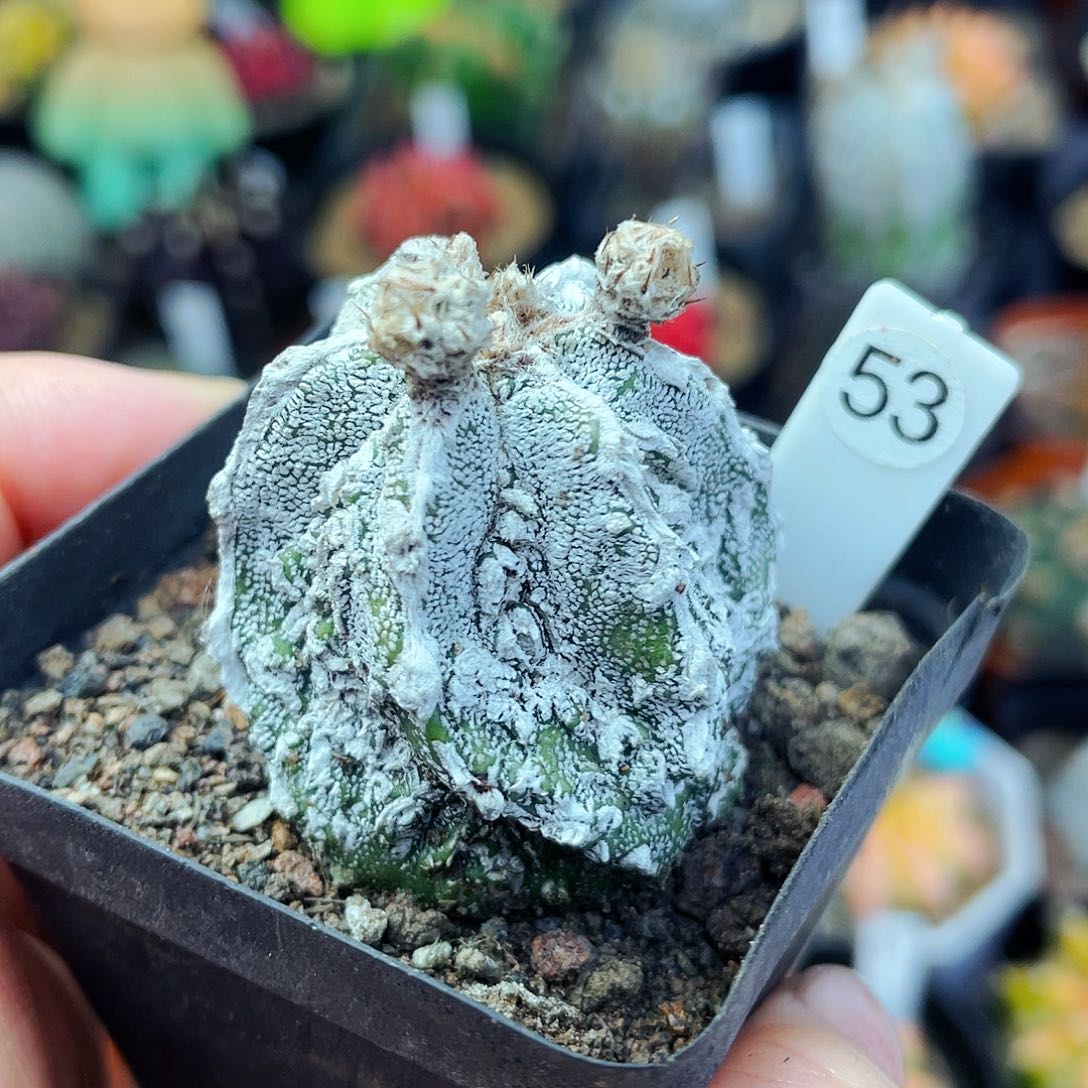 恩冢核桃非偏远地区满25包邮仙人球