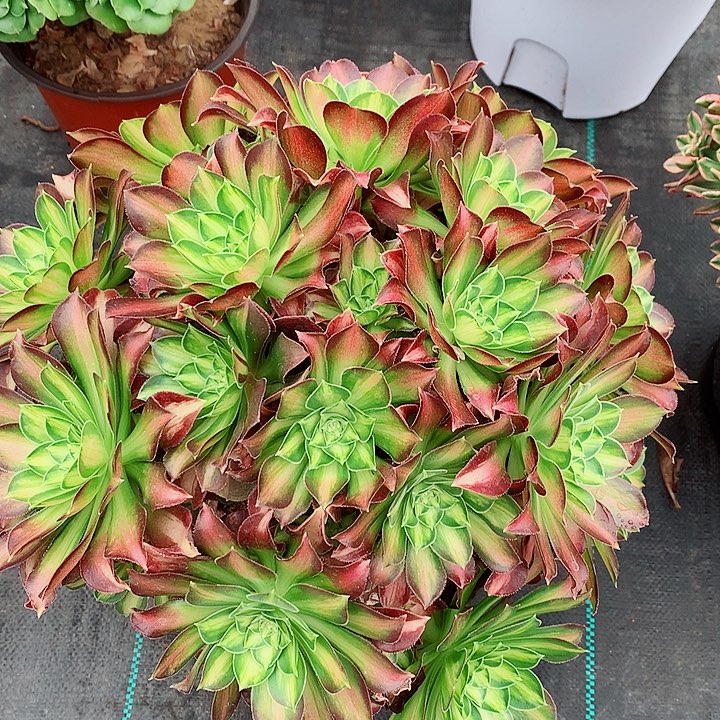 少华法师多肉植物图片