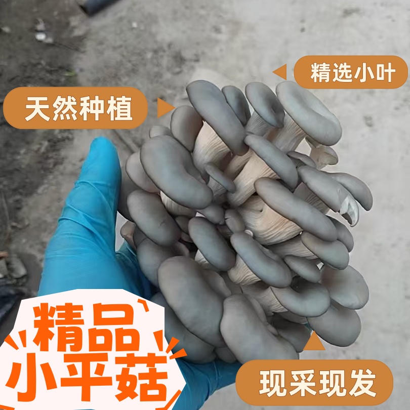 新鲜现采秀珍菇小平菇姬菇农家种植现采现发