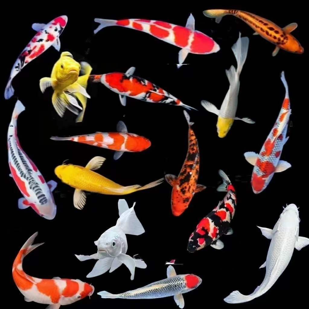  ①精品锦鲤活鱼红白三色黄金招财观赏鱼鱼缸庭院鱼池锦鲤鱼