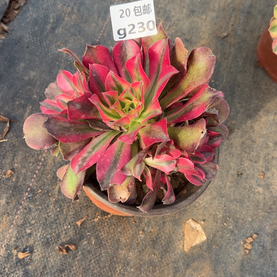 230香妃，满20包邮嘟叮熊